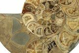 Honey-Orange Ammonite (Argonauticeras) - Befandriana, Madagascar #227470-2